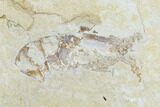 Fossil Fish (Diplomystus Birdi) & Shrimp - Hjoula, Lebanon #162756-2